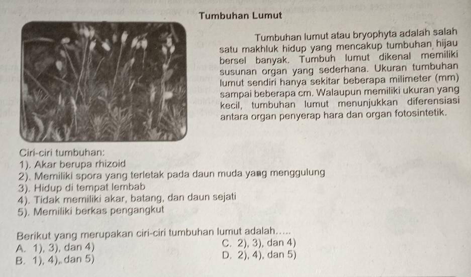 Tumbuhan Lumut
Tumbuhan lumut atau bryophyta adalah salah
satu makhluk hidup yang mencakup tumbuhan hijau
bersel banyak. Tumbuh lumut dikenal memiliki
susunan organ yang sederhana. Ukuran tumbuhan
lumut sendiri hanya sekitar beberapa milimeter (mm)
sampai beberapa cm. Walaupun memiliki ukuran yang
kecil, tumbuhan lumut menunjukkan diferensiasi
antara organ penyerap hara dan organ fotosintetik.
Ciri-ciri tumbuhan:
1). Akar berupa rhizoid
2). Memiliki spora yang terletak pada daun muda yang menggulung
3). Hidup di tempat lembab
4). Tidak memiliki akar, batang, dan daun sejati
5). Memiliki berkas pengangkut
Berikut yang merupakan ciri-ciri tumbuhan lumut adalah.....
A. 1), 3), dan 4) C. 2), 3), dan 4)
B. 1), 4), dan 5) D. 2), 4), dan 5)