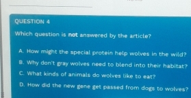 Which question is not answered by the article?
A. How might the special protein help wolves in the wild?
B. Why don't gray wolves need to blend into their habitat?
C. What kinds of animals do wolves like to eat?
D. How did the new gene get passed from dogs to wolves?