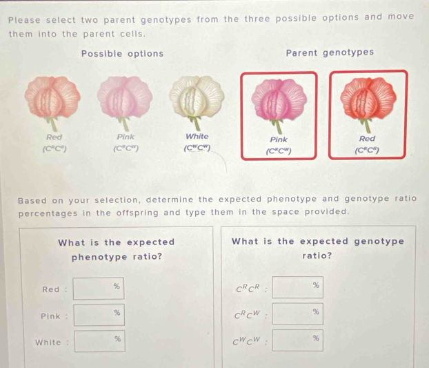 Please select two parent genotypes from the three possible options and move
them into the parent cells.
Possible options Parent genotypes
Based on your selection, determine the expected phenotype and genotype ratio
percentages in the offspring and type them in the space provided.
What is the expected What is the expected genotype
phenotype ratio? ratio?
%
Red: ^□ 
C^RC^R:□^(%)
Pink : 96 C^RC^W:□^(%)
White : □ % C^WC^W:□