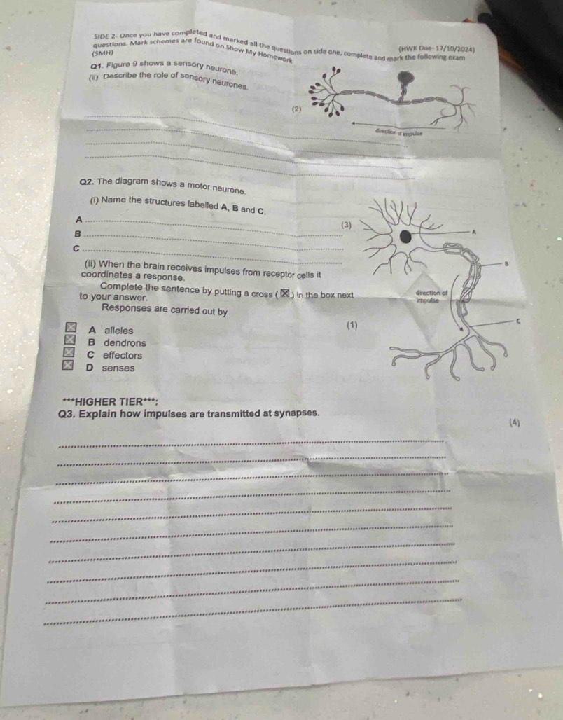 SIDE 2- Once you have completed and marked all the questions on side one, complete and mark the following exam
(HWK Due- 17/10/2024)
questions. Mark schemes are found on Show My Homew
(SMH)
Q1. Figure 9 shows a sensory neurone
(ii) Describe the role of sensory neurones.
_
_
_
_
_
Q2. The diagram shows a motor neurone
(i) Name the structures labelled A, B and C.
A _(3)
_B
_C
(ii) When the brain receives impulses from receptor cells it
coordinates a response. 
Complete the sentence by putting a cross (▲) in the box next
to your answer. 
Responses are carried out by
A alleles
(1
B dendrons
C effectors
D senses
***HIGHER TIER***:
Q3. Explain how impulses are transmitted at synapses.
(4)
_
_
_
_
_
_
_
_
_
_