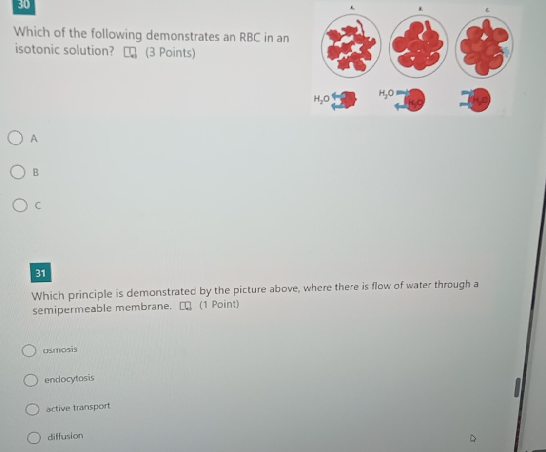 Which of the following demonstrates an RBC in an
isotonic solution? (3 Points)
A
B
C
31
Which principle is demonstrated by the picture above, where there is flow of water through a
semipermeable membrane. (1 Point)
osmosis
endocytosis
active transport
diffusion