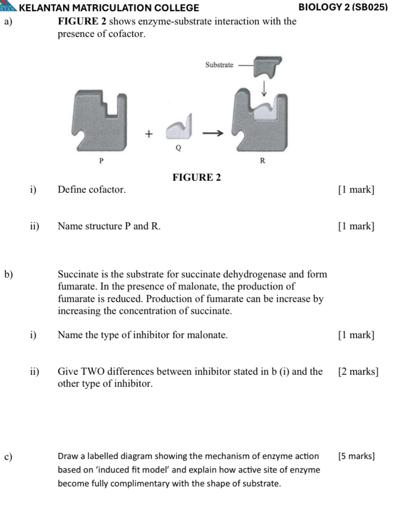 KELANTAN MATRICULATION COLLEGE BIOLOGY 2 (SB025) 
a) FIGURE 2 shows enzyme-substrate interaction with the 
presence of cofactor. 
FIGURE 2 
i) Define cofactor. [1 mark] 
ii) Name structure P and R. [1 mark] 
b) Succinate is the substrate for succinate dehydrogenase and form 
fumarate. In the presence of malonate, the production of 
fumarate is reduced. Production of fumarate can be increase by 
increasing the concentration of succinate. 
i) Name the type of inhibitor for malonate. [1 mark] 
ii) Give TWO differences between inhibitor stated in b (i) and the [2 marks] 
other type of inhibitor. 
c) Draw a labelled diagram showing the mechanism of enzyme action [5 marks] 
based on ‘induced fit model’ and explain how active site of enzyme 
become fully complimentary with the shape of substrate.