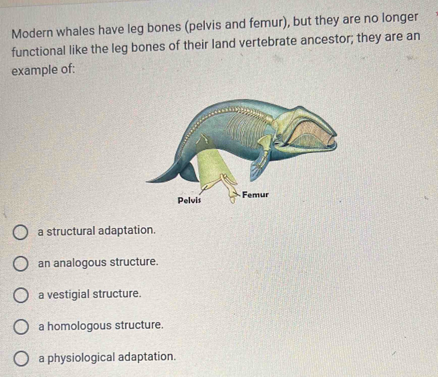 Modern whales have leg bones (pelvis and femur), but they are no longer
functional like the leg bones of their land vertebrate ancestor; they are an
example of:
a structural adaptation.
an analogous structure.
a vestigial structure.
a homologous structure.
a physiological adaptation.