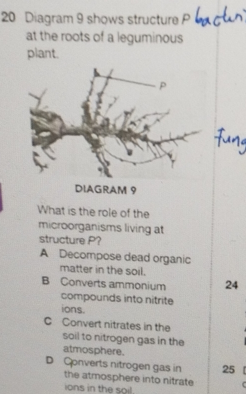 Diagram 9 shows structure
at the roots of a leguminous
plant.
What is the role of the
microorganisms living at
structure P?
A Decompose dead organic
matter in the soil.
B Converts ammonium
24
compounds into nitrite
ions.
C Convert nitrates in the
soil to nitrogen gas in the
atmosphere.
D Converts nitrogen gas in 25
the atmosphere into nitrate
ons in the soi!