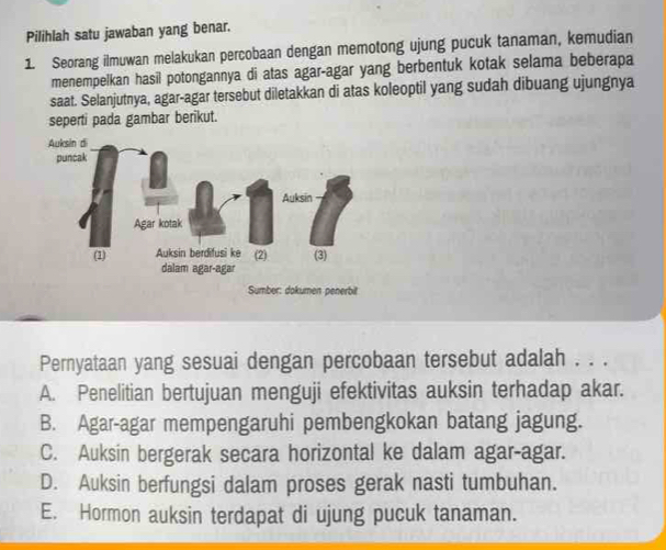 Pilihlah satu jawaban yang benar.
1 Seorang ilmuwan melakukan percobaan dengan memotong ujung pucuk tanaman, kemudian
menempelkan hasil potongannya di atas agar-agar yang berbentuk kotak selama beberapa
saat. Selanjutnya, agar-agar tersebut diletakkan di atas koleoptil yang sudah dibuang ujungnya
seperti pada gambar berikut.
Pernyataan yang sesuai dengan percobaan tersebut adalah . . .
A. Penelitian bertujuan menguji efektivitas auksin terhadap akar.
B. Agar-agar mempengaruhi pembengkokan batang jagung.
C. Auksin bergerak secara horizontal ke dalam agar-agar.
D. Auksin berfungsi dalam proses gerak nasti tumbuhan.
E. Hormon auksin terdapat di ujung pucuk tanaman.