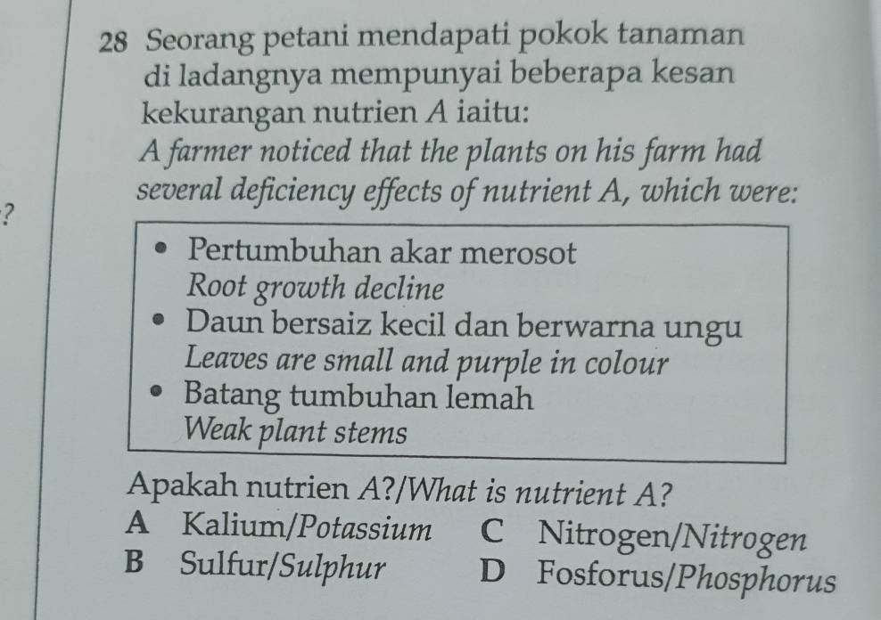 Seorang petani mendapati pokok tanaman
di ladangnya mempunyai beberapa kesan
kekurangan nutrien A iaitu:
A farmer noticed that the plants on his farm had
several deficiency effects of nutrient A, which were:
?
Pertumbuhan akar merosot
Root growth decline
Daun bersaiz kecil dan berwarna ungu
Leaves are small and purple in colour
Batang tumbuhan lemah
Weak plant stems
Apakah nutrien A?/What is nutrient A?
A Kalium/Potassium C Nitrogen/Nitrogen
B Sulfur/Sulphur D Fosforus/Phosphorus