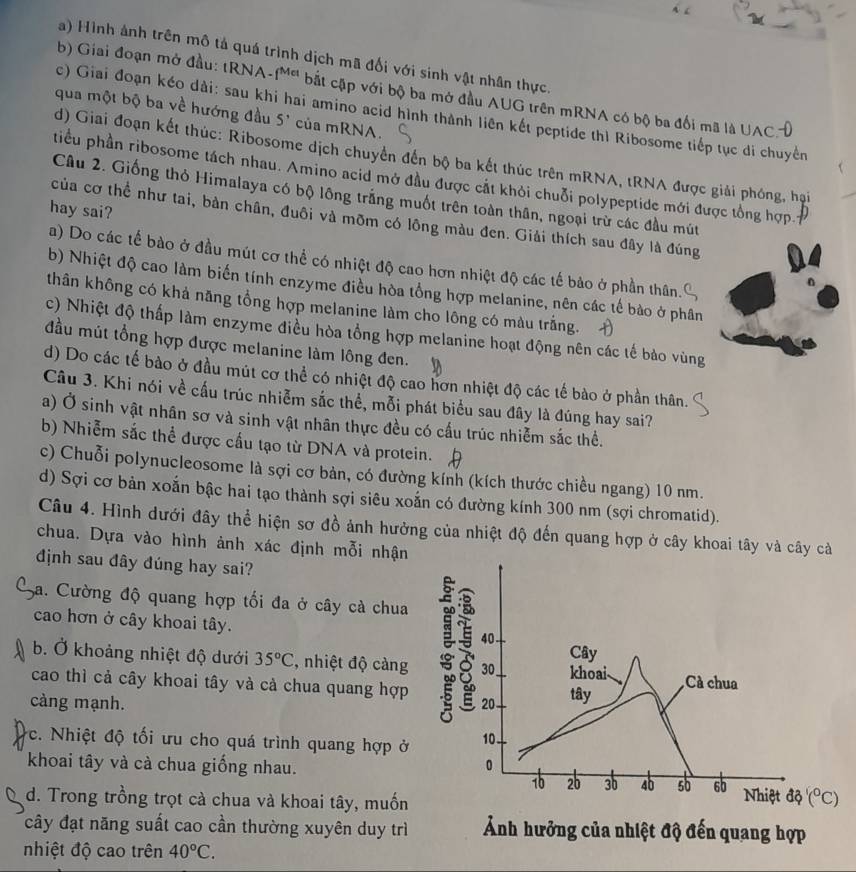 a) Hình ảnh trên mô tả quá trình dịch mã đối với sinh vật nhân thực.
b) Giai đoạn mở đầu: tRNA -f^(Mcl) bắt cập với bộ ba mở đầu AUG trên mRNA có bộ ba đối mã là UACH
qua một bộ ba về hướng đầu 5' của mRNA.
c) Giai đoạn kéo dài: sau khi hai amino acid hình thành liên kết peptide thì Ribosome tiếp tục di chuyển
d) Giai đoạn kết thúc: Ribosome dịch chuyển đến bộ ba kết thúc trên mRNA, tRNA được giải phóng, hại
tiểu phần ribosome tách nhau. Amino acid mở đầu được cắt khỏi chuỗi polypeptide mới được tổng hợp.
Câu 2. Giống thỏ Himalaya có bộ lông trắng muốt trên toàn thân, ngoại trừ các đầu mút
hay sai?
của cơ thể như tai, bàn chân, đuôi và mỡm có lông màu đen. Giải thích sau đây là đúng
a) Do các tế bào ở đầu mút cơ thể có nhiệt độ cao hơn nhiệt độ các tế bảo ở phần thân.
b) Nhiệt độ cao làm biến tính enzyme điều hòa tổng hợp melanine, nên các tế bào ở phân
thân không có khả năng tổng hợp melanine làm cho lông có màu trắng.
c) Nhiệt độ thấp làm enzyme điều hòa tổng hợp melanine hoạt động nên các tế bào vùng
đầu mút tổng hợp được melanine làm lông đen.
d) Do các tế bào ở đầu mút cơ thể có nhiệt độ cao hơn nhiệt độ các tế bào ở phần thân.
Câu 3. Khi nói về cấu trúc nhiễm sắc thể, mỗi phát biểu sau đây là đúng hay sai?
a) Ở sinh vật nhân sơ và sinh vật nhân thực đều có cấu trúc nhiễm sắc thể.
b) Nhiễm sắc thể được cấu tạo từ DNA và protein.
c) Chuỗi polynucleosome là sợi cơ bàn, có đường kính (kích thước chiều ngang) 10 nm.
d) Sợi cơ bản xoắn bậc hai tạo thành sợi siêu xoắn có đường kính 300 nm (sợi chromatid).
Câu 4. Hình dưới đây thể hiện sơ đồ ảnh hưởng của nhiệt độ đến quang hợp ở cây khoai tây và cây cả
chua. Dựa vào hình ảnh xác định mỗi nhận
định sau đây đúng hay sai?
Sa. Cường độ quang hợp tối đa ở cây cả chua
cao hơn ở cây khoai tây.
40
Cây
b. Ở khoảng nhiệt độ dưới 35°C , nhiệt độ càng 30 khoai-
cao thì cả cây khoai tây và cả chua quang hợp 20 tây Cà chua
càng mạnh.
c. Nhiệt độ tối ưu cho quá trình quang hợp ở 10.
khoai tây và cà chua giống nhau. 0
16 2b 3b 4b 5b 60 Nhiệt độ (^circ C)
d. Trong trồng trọt cà chua và khoai tây, muốn
cây đạt năng suất cao cần thường xuyên duy trì Ảnh hưởng của nhiệt độ đến quang hợp
nhiệt độ cao trên 40°C.