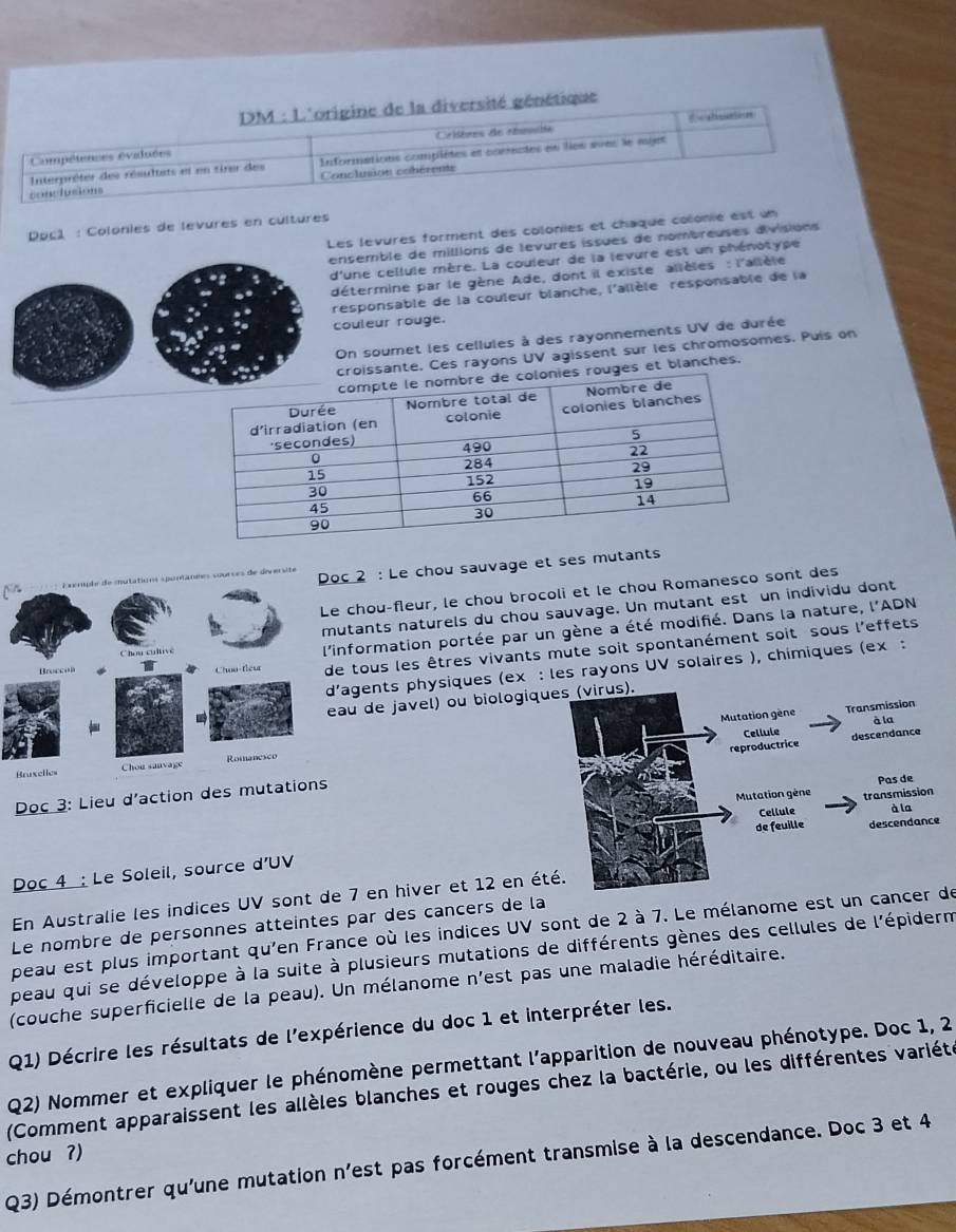 DM : L'origine de la diversité génétique
Cabéres de réuniiéé
Compétences évaluées Eestounton
Informations complétes et comnctes en lies avec le myet
Interpréter des résultats et en tirer des  Conclusion cohérents
conclusions
Doc1 : Colonies de levures en cultures
Les levures forment des colonies et chaque colonie est un
ensemble de millions de levures issues de nombreuses divisions
d'une cellule mère. La couleur de la levure est un phénotype
détermine par le gène Ade, dont il existe allèles : l'allèle
responsable de la couleur blanche, l'allèle responsable de la
couleur rouge.
On soumet les cellules à des rayonnements UV de durée
croissante. Ces rayons UV agissent sur les chromosomes. Puis on
es rouges et blanches.
c 2 : Le chou sauvage et ses mutants
Le chou-fleur, le chou brocoli et le chou Romanesco sont des
utants naturels du chou sauvage. Un mutant est un individu dont
tous les êtres vivants mute soit spontanément soit sous l'effets
nformation portée par un gène a été modifié. Dans la nature, l'ADN
'agents physiques (ex : les rayons UV solaires ), chimiques (ex :
au de javel) ou biologiq)
Bruxe
Doc 3: Lieu d'action des mutations 
Doc 4 : Le Soleil, source d'UV
En Australie les indices UV sont de 7 en hiver et 12 en é
Le nombre de personnes atteintes par des cancers de la
peau est plus important qu'en France où les indices UV sont de 2 à 7. Le mélanome est un cancer de
peau qui se développe à la suite à plusieurs mutations de différents gènes des cellules de l'épiderm
(couche superficielle de la peau). Un mélanome n'est pas une maladie héréditaire.
Q1) Décrire les résultats de l'expérience du doc 1 et interpréter les.
Q2) Nommer et expliquer le phénomène permettant l'apparition de nouveau phénotype. Doc 1, 2
(Comment apparaissent les allèles blanches et rouges chez la bactérie, ou les différentes variétée
chou ?)
Q3) Démontrer qu'une mutation n'est pas forcément transmise à la descendance. Doc 3 et 4