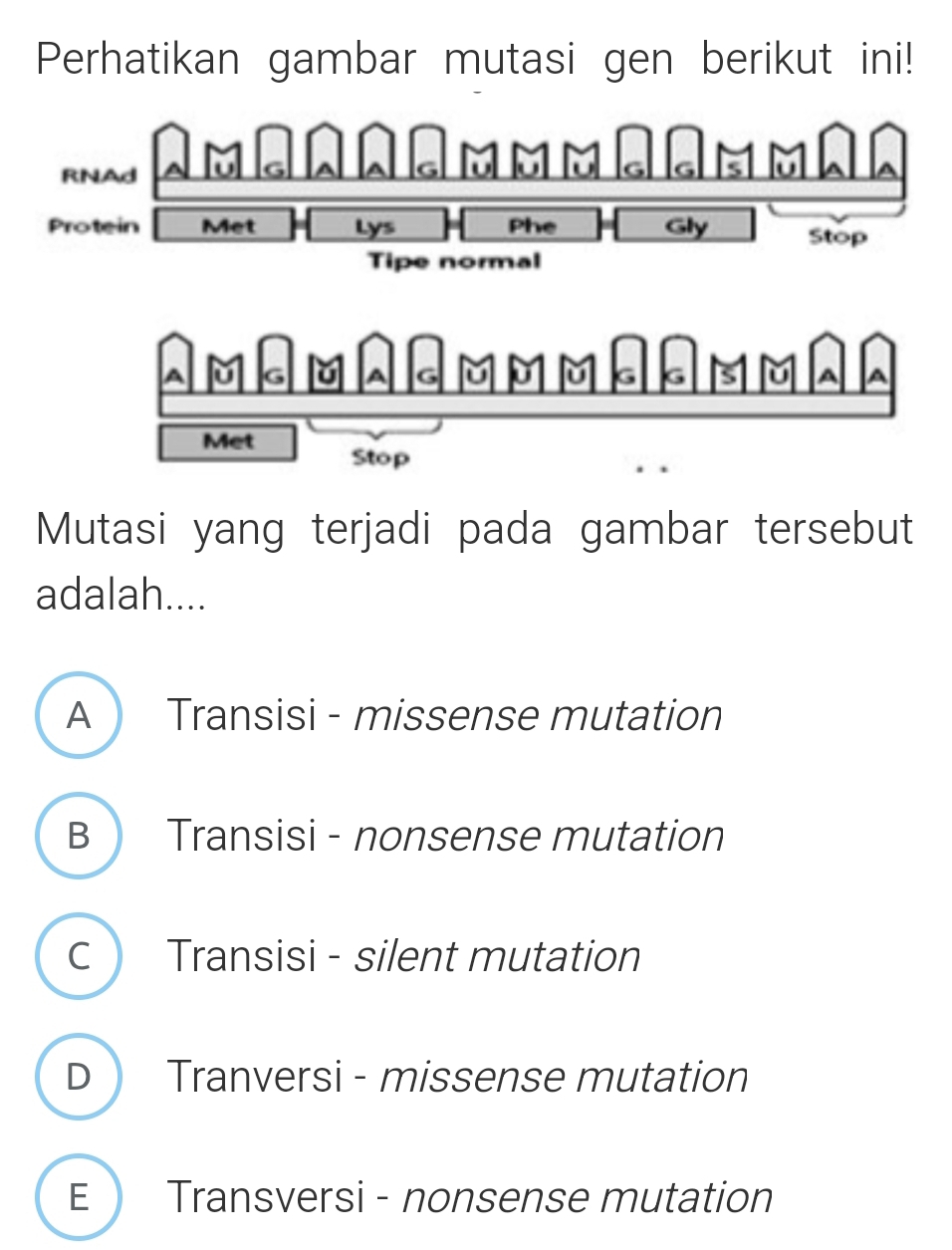 Perhatikan gambar mutasi gen berikut ini!
RNAd
G
MM M 6 6 E MA
Protein Met Lys Phe Gly Stop
Tipe normal
Mutasi yang terjadi pada gambar tersebut
adalah....
A  Transisi - missense mutation
B ) Transisi - nonsense mutation
c  Transisi - silent mutation
D  Tranversi - missense mutation
E  Transversi - nonsense mutation