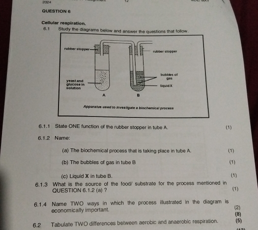 2024 
QUESTION 6 
Cellular respiration. 
6.1 Study the diagrams below and answer the questions that follow. 
6.1.1 State ONE function of the rubber stopper in tube A. (1) 
6.1.2 Name: 
(a) The biochemical process that is taking place in tube A (1) 
(b) The bubbles of gas in tube B (1) 
(c) Liquid X in tube B. (1) 
6.1.3 What is the source of the food/ substrate for the process mentioned in (1) 
QUESTION 6.1.2 (a) ？ 
6.1.4 Name TWO ways in which the process illustrated in the diagram is (2) 
economically important. 
(8) 
6.2 Tabulate TWO differences between aerobic and anaerobic respiration. (5)