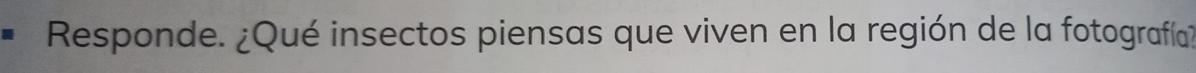 Responde. ¿Qué insectos piensas que viven en la región de la fotografía?
