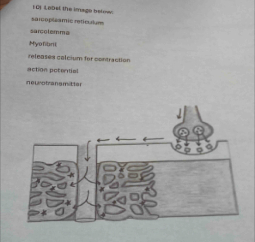 Label the image below: 
sarcoplasmic reticulum 
sarcolemma 
Myofibril 
releases calcium for contraction 
action potential 
neurotrans mitter