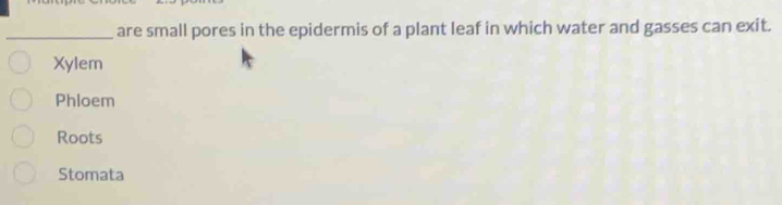 are small pores in the epidermis of a plant leaf in which water and gasses can exit.
Xylem
Phloem
Roots
Stomata