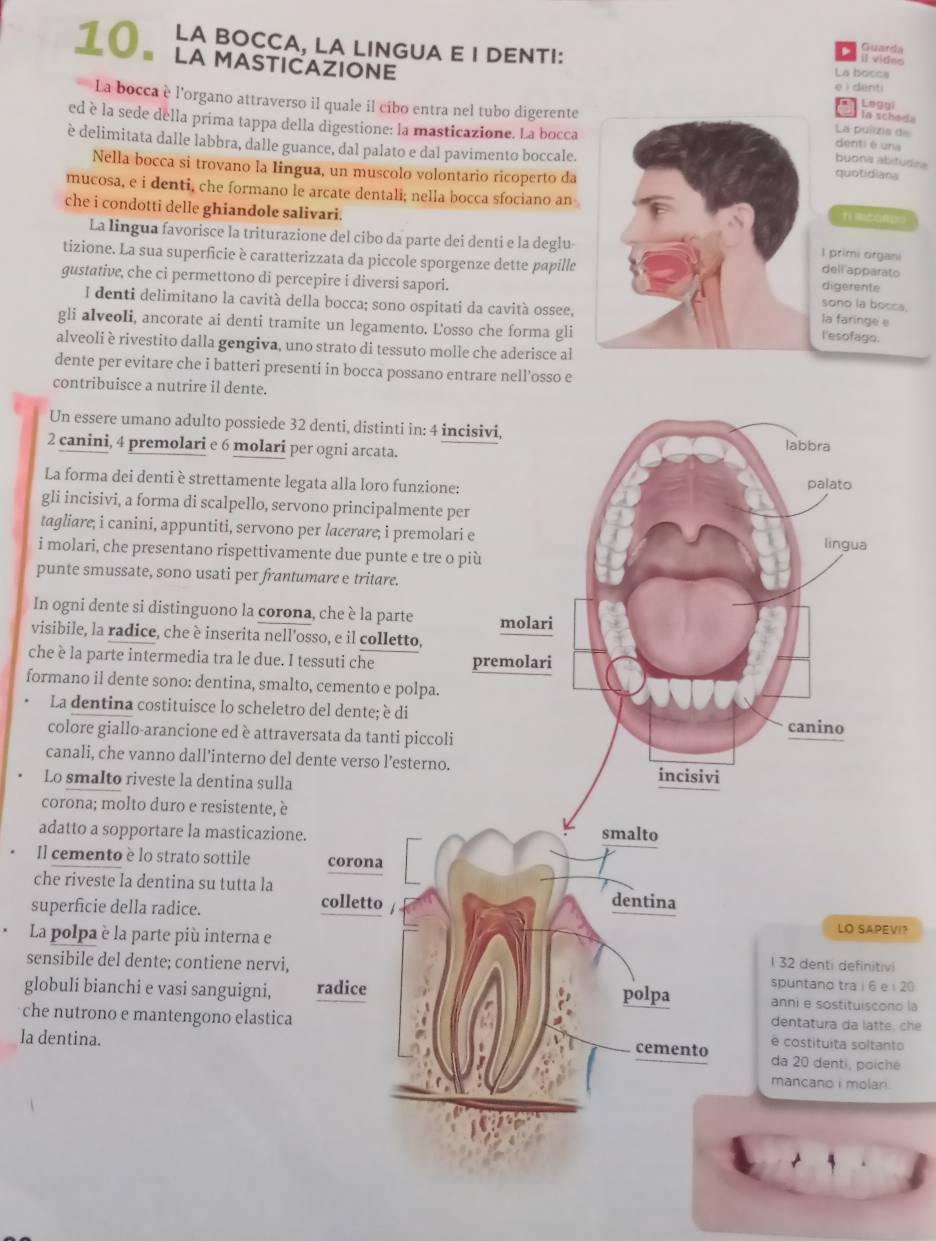 LA BOCCA, LA LINGUA E I DENTI: i videe
Guard
10º  La MasticazioNE
La bocca
e ì denti
Leggi
La bocca è l'organo attraverso il quale il cibo entra nel tubo digerente La puírzia de
la scher
ed è la sede della prima tappa della digestione: la masticazione. La bocca denti é una
è delimitata dalle labbra, dalle guance, dal palato e dal pavimento boccale. quotidiana
buona abitudna
Nella bocca si trovano la Iingua, un muscolo volontario ricoperto da
mucosa, e i denti, che formano le arcate dentali; nella bocca sfociano an T RCORD
che i condotti delle ghiandole salivari.
La lingua favorisce la triturazione del cibo da parte dei denti e la deglu- dell apparato l primi organi
tizione. La sua superficie è caratterizzata da piccole sporgenze dette papille digerente
gustative, che ci permettono di percepire i diversi sapori. sono la bocca.
I denti delimitano la cavità della bocca; sono ospitati da cavità ossee,
la faringe e
gli alveoli, ancorate ai denti tramite un legamento. Losso che forma gli
I'esofago.
alveoli è rivestito dalla gengiva, uno strato di tessuto molle che aderisce al
dente per evitare che i batteri presenti in bocca possano entrare nell’osso e
contribuisce a nutrire il dente.
Un essere umano adulto possiede 32
2 canini, 4 premolari e 6 molari pe
La forma dei denti è strettamente leg
gli incisivi, a forma di scalpello, serv
tagliare, i canini, appuntiti, servono p
i molari, che presentano rispettivame
punte smussate, sono usati per frantu
In ogni dente si distinguono la coron
visibile, la radice, che è inserita nell'o
che è la parte intermedia tra le due. I t
formano il dente sono: dentina, smalt
La dentina costituisce lo scheletro
colore giallo-arancione ed è attrave
canali, che vanno dall’interno del d
Lo smaIto riveste la dentina sulla
corona; molto duro e resistente, è
adatto a sopportare la masticazione
Il cemento è lo strato sottile 
che riveste la dentina su tutta la
superficie della radice. 
VI?
La polpa è la parte più interna ei
sensibile del dente; contiene nervi, i 20
globuli bianchi e vasi sanguigni, no la
; che
che nutrono e mantengono elasticato
la dentina.é
.