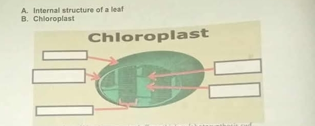 Solved: Internal structure of a leaf B. Chloroplast [Biology]