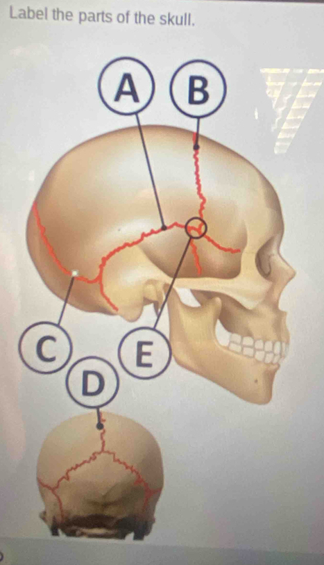 Label the parts of the skull.