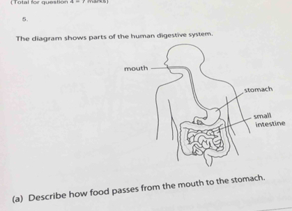 (Total for question 4=? marks 
5. 
The diagram shows parts of the human digestive system. 
(a) Describe how food passes from the mouth to the stomach.