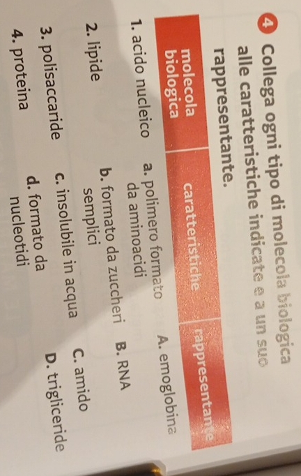 Collega ogni tipo di molecola biologica
alle caratteristiche indicate e a un suo
rappresentante.
molecola caratteristiche rappresentante
biologica
1. acido nucleico a. polimero formato A. emoglobina
da aminoacidi
2. lipide b. formato da zuccheri B. RNA
semplici
3. polisaccaride c. insolubile in acqua C. amido
4. proteina d. formato da D. trigliceride
nucleotidi