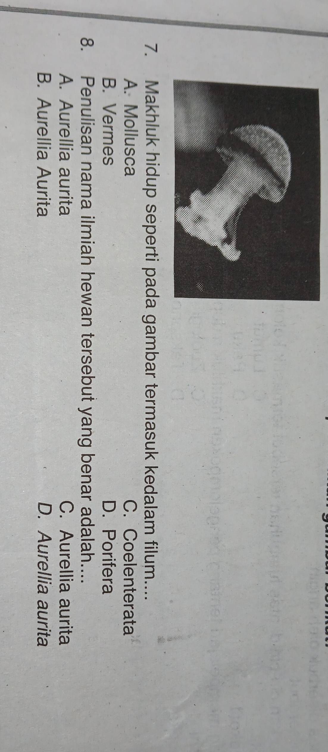 Makhluk hidup seperti pada gambar termasuk kedalam filum....
A. Mollusca C. Coelenterata
B. Vermes D. Porifera
8. Penulisan nama ilmiah hewan tersebut yang benar adalah....
A. Aurellia aurita C. Aurellia aurita
B. Aurellia Aurita D. Aurellia aurita