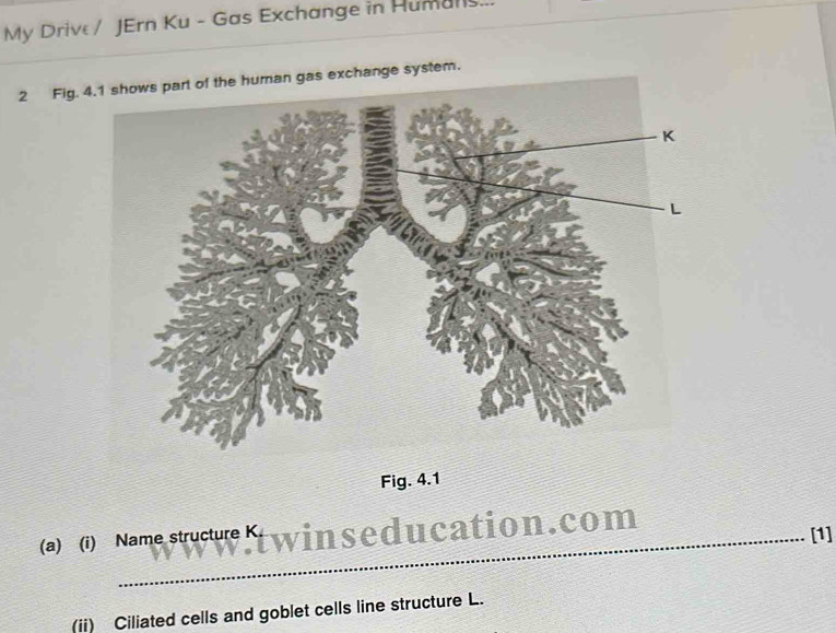 My Drive / JErn Ku - Gas Exchange in Humans. 
2 Fig. 4.1 shows part of the human gas exchange system. 
Fig. 4.1 
(a) (i) Name structure K. 
ducation.com 
[1] 
(ii) Ciliated cells and goblet cells line structure L.