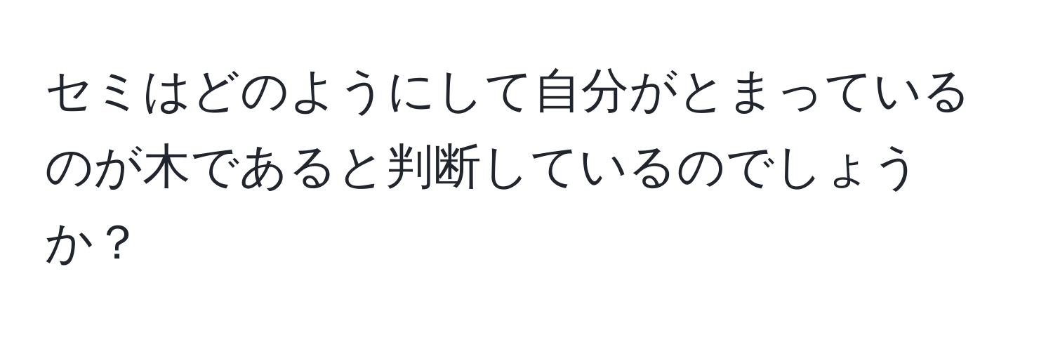 セミはどのようにして自分がとまっているのが木であると判断しているのでしょうか？