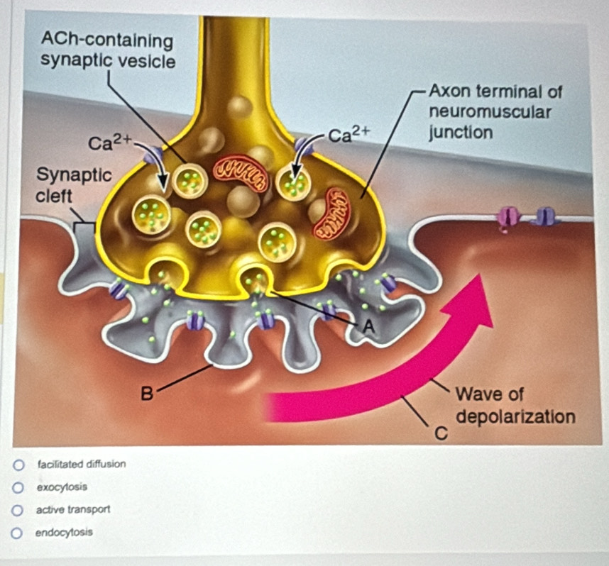 exocylosis
active transport
endocytosis