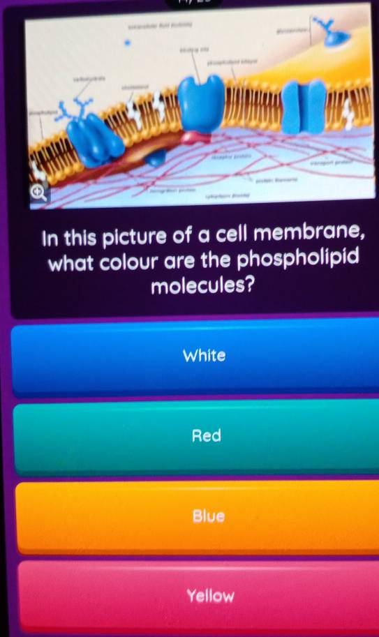 In this picture of a cell membrane,
what colour are the phospholipid
molecules?
White
Red
Blue
Yellow