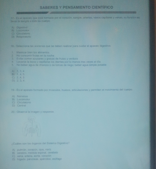 SABERES Y PENSAMIENTO CIENTÍFICO
17 - Es el aparato que está formado por el corazón, sangre, arterias, vasos capilares y venas, su función es
liever la sangre a todo su cuerpo
A) Digestivo
B) Locomator
C) Circulatorio
D) Respiratorio
18.- Selecciona las acciones que se deben realizar para cuidar el aparato digestivo.
1. Masticar bien los alimentos
2. No consumir frutas en la noche
3. Evitar comer azucares y grasas de frutas y verdura
4. Lavarse la boca y cepillarse los dientes por lo menos tres veces al día
5. No beber agua de charcos o de tomas de riego; beber agua símple potable
A) 1, 3, 4
B) 1. 4. 5
C) 2.4.5
D) 2. 3, 4
19.- Es el aparato formado por músculos, huesos, articulaciones y permiten el movimiento del cuerpo.
A) Nervioso
B) Locomotor
C) Circulatorio
D) Central
20.- Observa la imagen y responde.
¿Cuáles son los órganos del Sistema Digestivo?
A) pulmón, corazón, ojos, nariz
B) cerebro, médula espinal. cerebelo
C) vena; artera, aorta, corazón
D) higado, páncreas, apéndice, esófago