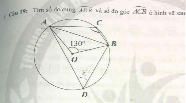 Tìm số đo cung widehat ADB và số đo góc widehat ACB ở hình vẽ sau