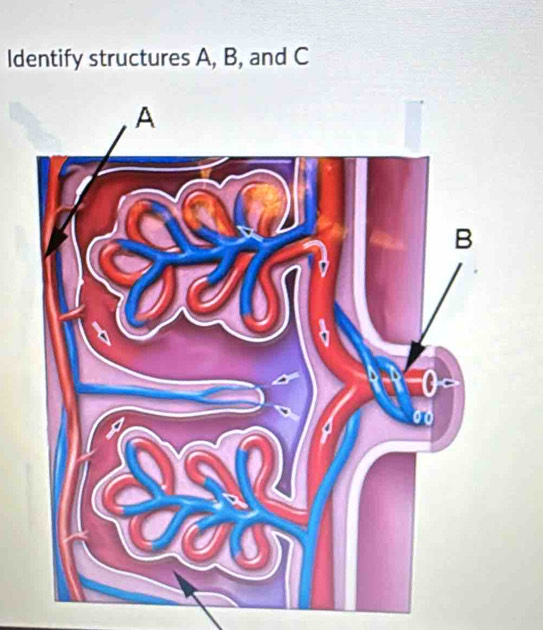 Identify structures A, B, and C