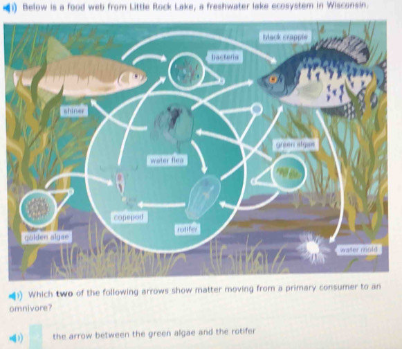 (1) Below is a food web from Little Rock Lake, a freshwater lake ecosystem in Wisconsin.
)) Which two of the following arrows show matter moving from a primary consumer to an
omnivore?
1) the arrow between the green algae and the rotifer