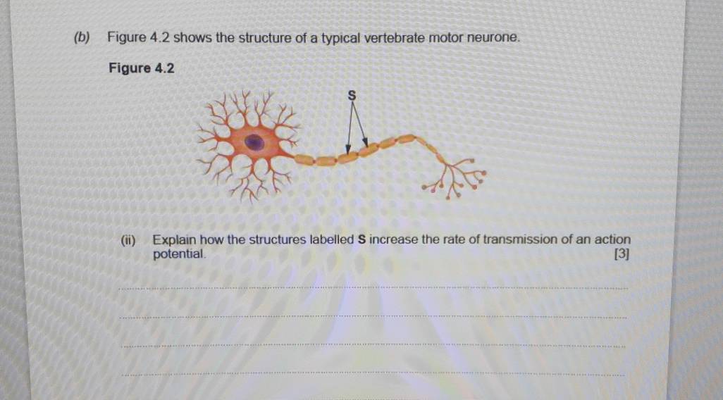 Figure 4.2 shows the structure of a typical vertebrate motor neurone. 
Figure 4.2 
(ii) Explain how the structures labelled S increase the rate of transmission of an action 
potential. [3] 
_ 
_ 
_ 
_