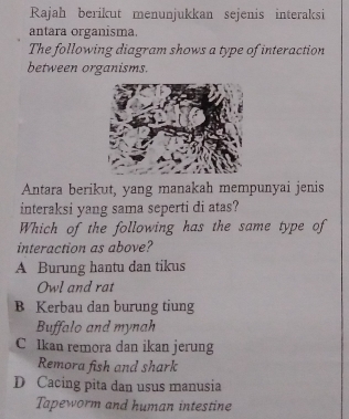 Rajah berikut menunjukkan sejenis interaksi
antara organisma.
The following diagram shows a type of interaction
between organisms.
Antara berikut, yang manakah mempunyai jenis
interaksi yang sama seperti di atas?
Which of the following has the same type of
interaction as above?
A Burung hantu dan tikus
Owl and rat
B Kerbau dan burung tiung
Buffalo and mynah
C Ikan remora dan ikan jerung
Remora fish and shark
D Cacing pita dan usus manusia
Tapeworm and human intestine