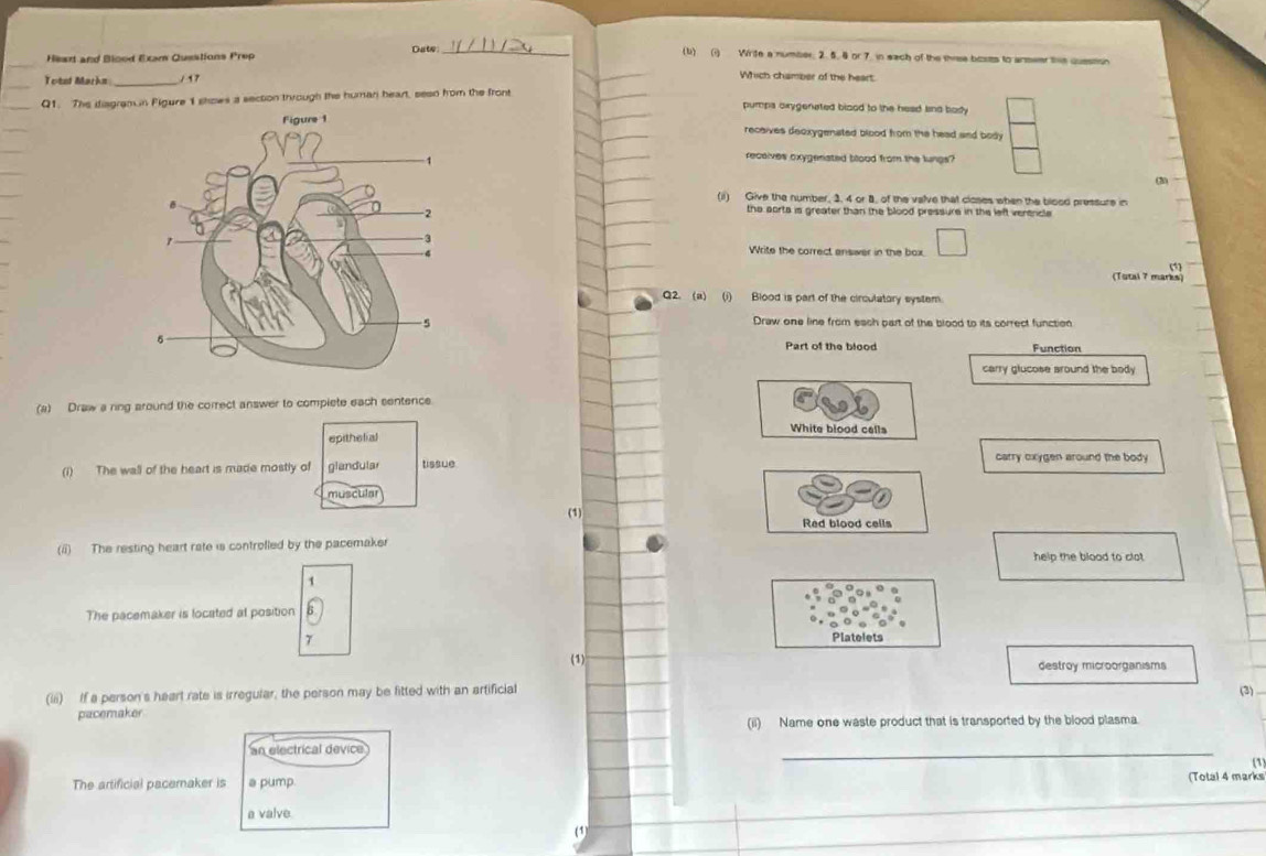 Heart and Blood Exam Questions Prep Date_
(1) (1) Write a number. 2. 5. 8 or 7. in each of the three bosts to armeer the question
Total Markn _/ 17
Which chamber of the heart
Q1. The disgram n Pigure 1 shows a section through the human heart, seso from the front
pumps oxygenated blood to the head and body
receives deoxygenated blood from the head and body
receives oxygenated blood from the lungs?
(3)
(ii) Give the number, 3, 4 or 8. of the valve that closes when the blood pressure in
the aorts is greater than the blood pressure in the left verercle
Write the correct answer in the box.
(Tutal 7 marks) *
Q2. (a) (i) Blood is part of the circulatory system.
Draw one line from eash part of the blood to its correct function
Part of the blood Function
carry glucose around the body 
(a) Draw a ring around the correct answer to complete each sentence.
White blood calls
epithelial
carry oxygen around the body
(i) The wall of the heart is made mostly of glandular tissue
muscula
(1) Red blood cells
(ii) The resting heart rate is controlled by the pacemaker
help the blood to clot .
1
The pacemaker is located at position
7
Platelets
(1) destroy microorganisms
(iii) If a person's heart rate is irregular, the person may be fitted with an artificial
(3)
pacemaker
(ii) Name one waste product that is transported by the blood plasma.
an electrical device
_
(1)
The artificial pacernaker is a pump. (Total 4 marks
a valve
(1)