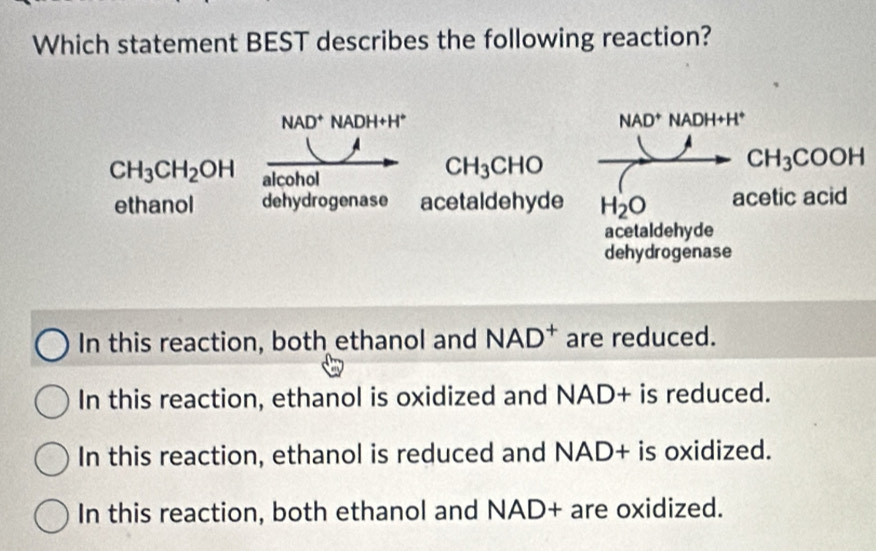 Which statement BEST describes the following reaction?
NAD^+ NADH+H^+
NAD^+ NADH+H^+
A
CH_3CH_2OH alcohol
CH_3CHO
CH_3COOH
ethanol dehydrogenase acetaldehyde H_2O acetic acid
acetaldehyde
dehydrogenase
In this reaction, both ethanol and NAD^+ are reduced.
In this reaction, ethanol is oxidized and NAD+ is reduced.
In this reaction, ethanol is reduced and NAD+ is oxidized.
In this reaction, both ethanol and NAD+ are oxidized.