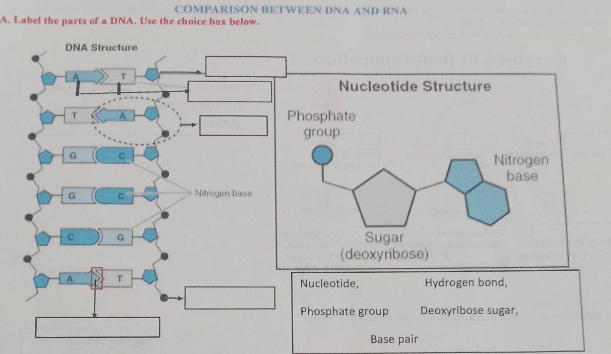 COMPARISON BETWEEN DNA AND RNA 
A. Label the parts of a DNA. Use the choice box below. 
DNA Structure 
T 
T A 
G C 
G C Nitrogen base 
C G 
A T 
Nucleotide, Hydrogen bond, 
Phosphate group Deoxyribose sugar, 
Base pair