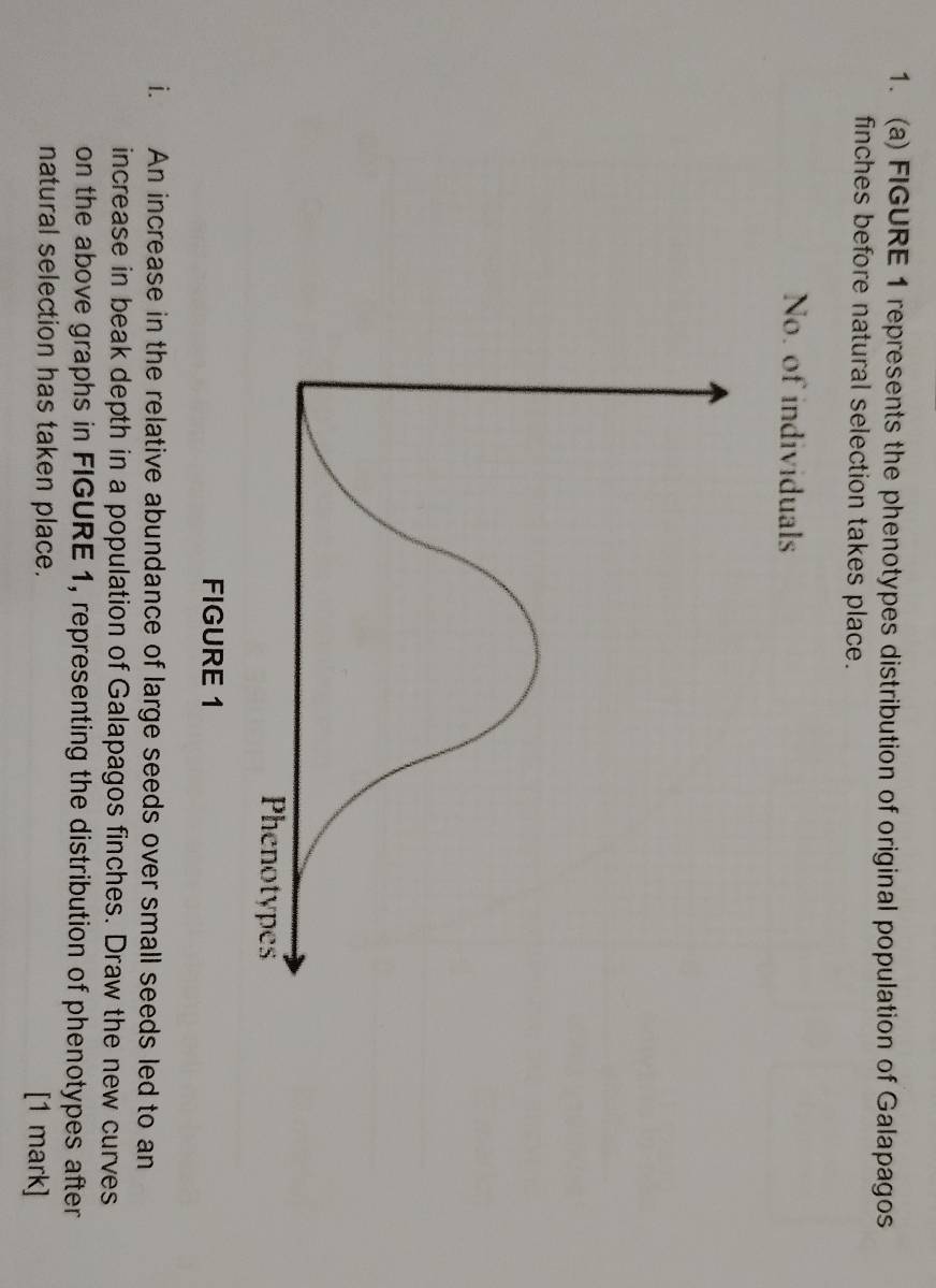 FIGURE 1 represents the phenotypes distribution of original population of Galapagos 
finches before natural selection takes place. 
No. of individuals 
i. An increase in the relative abundance of large seeds over small seeds led to an 
increase in beak depth in a population of Galapagos finches. Draw the new curves 
on the above graphs in FIGURE 1, representing the distribution of phenotypes after 
natural selection has taken place. [1 mark]