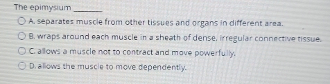 The epimysium_
A. separates muscle from other tissues and organs in different area.
B. wraps around each muscle in a sheath of dense, irregular connective tissue.
C. allows a muscle not to contract and move powerfully.
D. allows the muscle to move dependently.