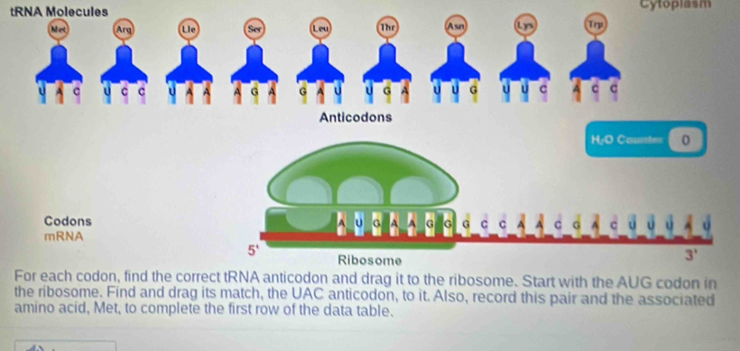 Cytoplasm
Anticodons
Codons
mRNA
For each codon, find the correct tRNA anticodon and drag it to the ribosome. Start with the AUG codon in
the ribosome. Find and drag its match, the UAC anticodon, to it. Also, record this pair and the associated
amino acid, Met, to complete the first row of the data table.