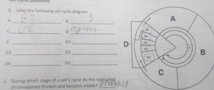 Gycle Questions: 
1. Label the following cell cycle diagram. 
_ 
_A 
B 
_C 
_D 
E._ 
D1_ 
D2_ 
D3_ 
D4_ 
D5_ 
2. During which stage of a cell’s cycle do the replicated 
chromosomes thicken and become visible?_