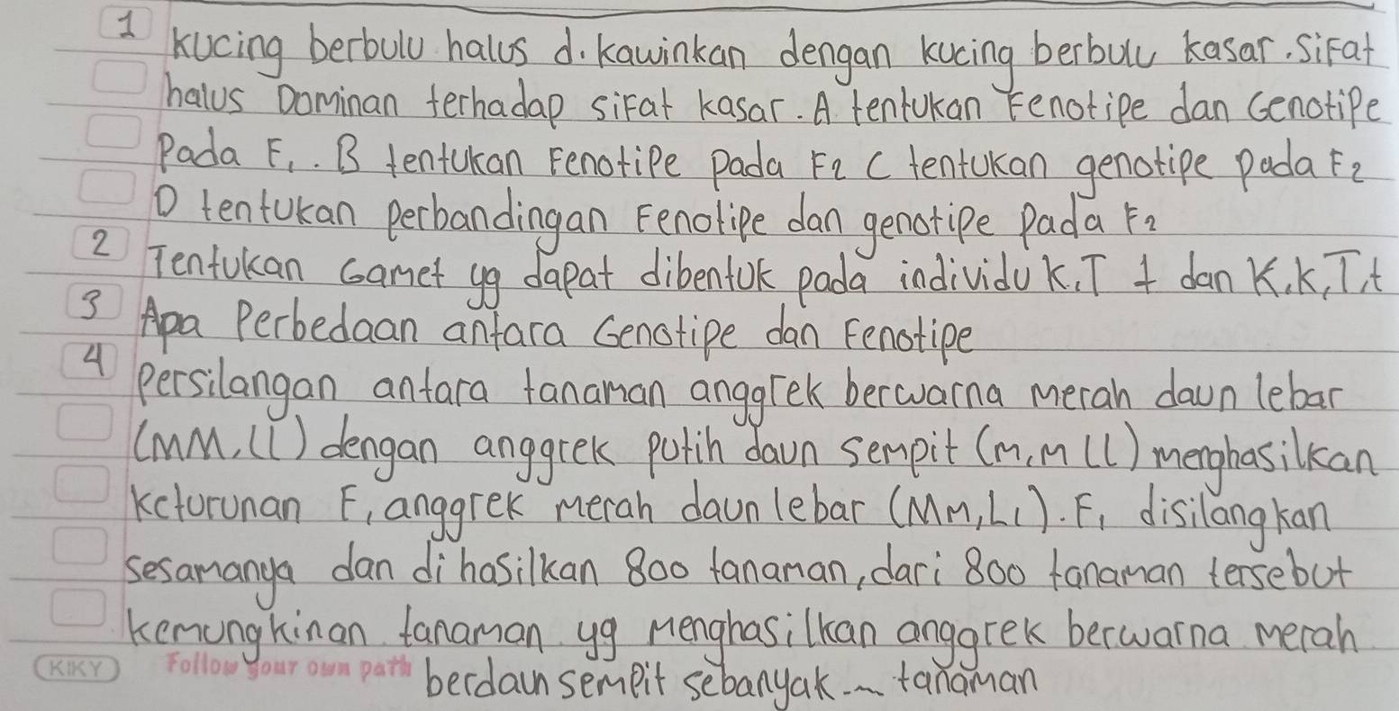 kucing berbuly halus d kawinkan dengan kucing berbuy kasar, sifal 
halus Dominan ferhadap sirat kasar. A tenfukan enotipe dan cenotipe 
Pada xi. B tentukan Fenotipe pada F_2C tentukan genotipe poda F_2
D tentokan perbandingan Fenolipe dan genotipe Pada F_2
2 Tentukan coanet yg dapat dibentok pada individak, T + dank K, K, T, t
3 Apa Perbedaan anfara Genotipe dan Fenotipe 
4 persilangan antara tananan anggrek berwuarma merah dawn lebar
(mM, (C) dengan anggrek potih dawn sempit (m,mll) menghasilkan 
Kctorunan F, anggreK merah dawn lebar (MM_ML_1)· F_1 disilangkan 
sesamanya dan dihasilkan 800 fananan, dari 800 fanaman tersebut 
kenungkinan tanaman yg menghasilkan anggrek berwarna merah 
berdaum sempit sebany ak. . . tanaman