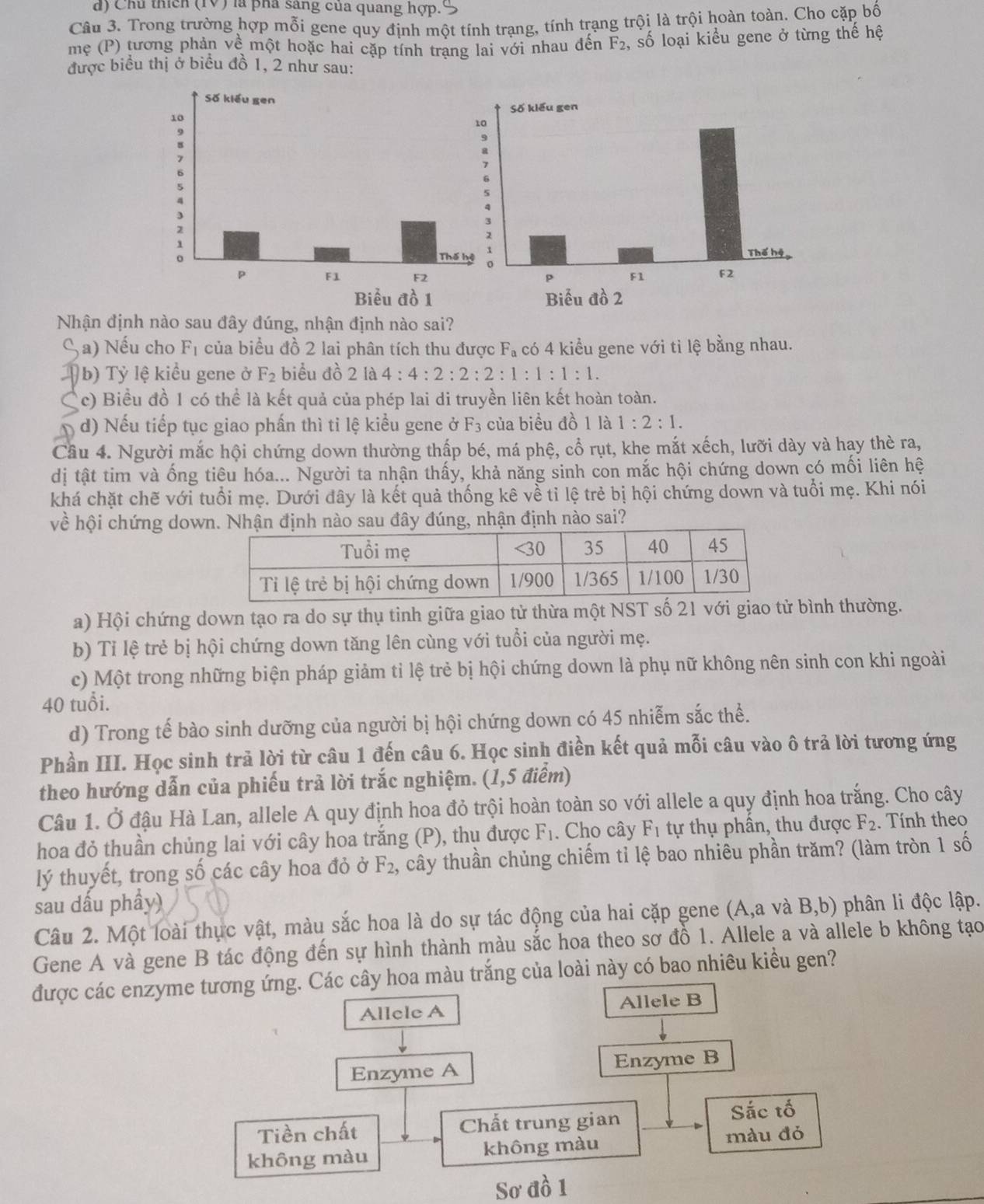 d) Chú thích (TV) là pha sang của quang hợp.
Câu 3. Trong trường hợp mỗi gene quy định một tính trạng, tính trạng trội là trội hoàn toàn. Cho cặp bố
mẹ (P) tương phản về một hoặc hai cặp tính trang lai với nhau đến F_2 , số loại kiểu gene ở từng thế hệ
được biểu thị ở biểu đồ 1, 2 như sau:
Nhận định nào sau đây đúng, nhận định nào sai?
S a) Nếu cho F_1 của biểu đồ 2 lai phân tích thu được F_a có 4 kiểu gene với tỉ lệ bằng nhau.
Ab) Tỷ lệ kiểu gene ở F_2 biểu đồ 2 là 4:4:2:2:2:1:1:1:1.
Cc) Biểu đồ 1 có thể là kết quả của phép lai di truyền liên kết hoàn toàn.
d) Nếu tiếp tục giao phấn thì ti lệ kiểu gene ở F_3 của biểu đồ 1 là 1:2:1.
Cầu 4. Người mắc hội chứng down thường thấp bé, má phệ, cổ rụt, khe mắt xếch, lưỡi dày và hay thè ra,
dị tật tim và ống tiêu hóa... Người ta nhận thấy, khả năng sinh con mắc hội chứng down có mối liên hệ
khá chặt chẽ với tuổi mẹ. Dưới đây là kết quả thống kê về tỉ lệ trẻ bị hội chứng down và tuổi mẹ. Khi nói
về hội chứng downNhận định nào sau đây đúng, nhận định nào sai?
a) Hội chứng down tạo ra do sự thụ tinh giữa giao tử thừa một NST số 21 với giao tử bình thường.
b) Tỉ lệ trẻ bị hội chứng down tăng lên cùng với tuổi của người mẹ.
c) Một trong những biện pháp giảm tỉ lệ trẻ bị hội chứng down là phụ nữ không nên sinh con khi ngoài
40 tuổi.
d) Trong tế bào sinh dưỡng của người bị hội chứng down có 45 nhiễm sắc thể.
Phần III. Học sinh trả lời từ câu 1 đến câu 6. Học sinh điền kết quả mỗi câu vào ô trả lời tương ứng
theo hướng dẫn của phiếu trả lời trắc nghiệm. (1,5 điểm)
Câu 1. Ở đậu Hà Lan, allele A quy định hoa đỏ trội hoàn toàn so với allele a quy định hoa trắng. Cho cây
hoa đỏ thuần chủng lai với cây hoa trắng (P), thụ được F_1. Cho cây F_1 tự thụ phần, thu được F_2. Tính theo
lý thuyết, trong số các cây hoa đỏ ở F_2 , cây thuần chủng chiếm tỉ lệ bao nhiêu phần trăm? (làm tròn 1 số
sau dầu phẩy)
Câu 2. Một loài thực vật, màu sắc hoa là do sự tác động của hai cặp gene (A,a và B,b) phân li độc lập.
Gene A và gene B tác động đến sự hình thành màu sắc hoa theo sơ đồ 1. Allele a và allele b không tạo
được các enzyme tương ứng. Các cây hoa màu trắng của loài này có bao nhiêu kiều gen?
Allele A Allele B
Enzyme A Enzyme B
Tiền chất Chất trung gian Sắc tố
không màu không màu
màu đỏ
Sơ đồ 1