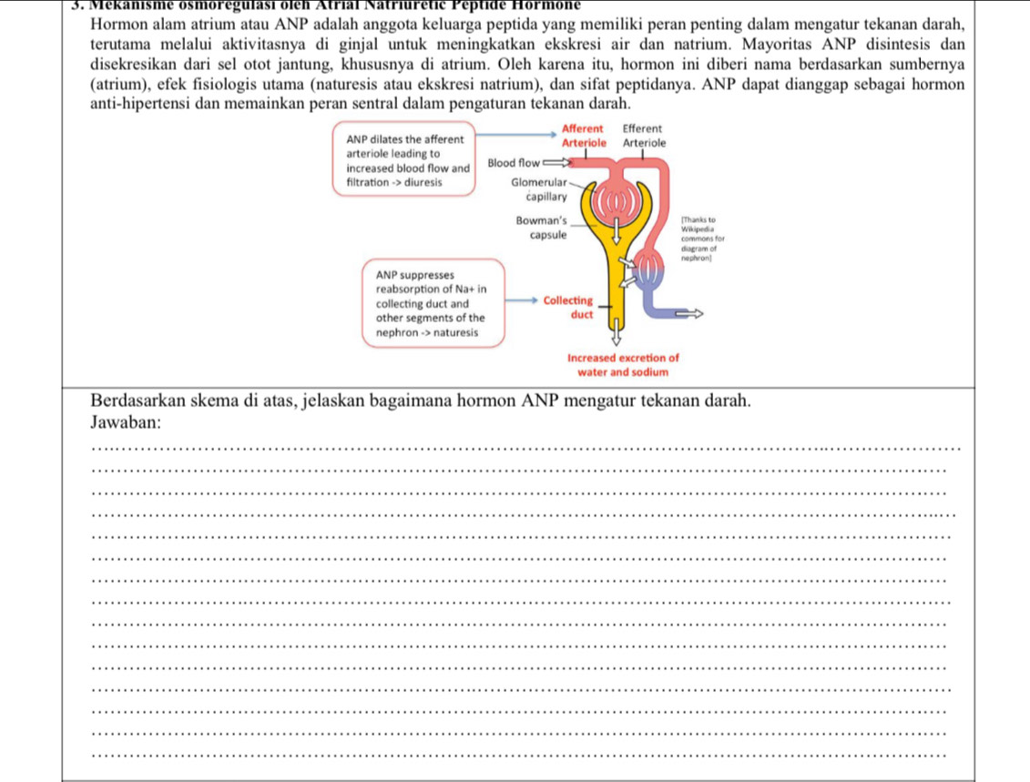 Mékanisme osmoregulasi oleh Atrial Natriuretic Peptide Hormone 
Hormon alam atrium atau ANP adalah anggota keluarga peptida yang memiliki peran penting dalam mengatur tekanan darah, 
terutama melalui aktivitasnya di ginjal untuk meningkatkan ekskresi air dan natrium. Mayoritas ANP disintesis dan 
disekresikan dari sel otot jantung, khususnya di atrium. Oleh karena itu, hormon ini diberi nama berdasarkan sumbernya 
(atrium), efek fisiologis utama (naturesis atau ekskresi natrium), dan sifat peptidanya. ANP dapat dianggap sebagai hormon 
anti-hipertensi dan memainkan peran sentral dalam pengaturan tekanan darah. 
Berdasarkan skema di atas, jelaskan bagaimana hormon ANP mengatur tekanan darah. 
Jawaban: 
_ 
_ 
_ 
_ 
_ 
_ 
_ 
_ 
_ 
_ 
_ 
_ 
_ 
_ 
_