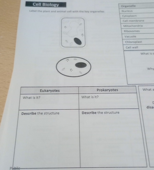 Cell Biology
Organelle
Label the plant and animal cell with the key organelles Nucleus
Cytoplasm
Cell membrane
Mitochondria
Ribosomes
Vacuole
Chloroplast
Cell wall
What is c
Why
Eukaryotes Prokaryotes What a
What is it? What is it?
disa
Describe the structure Describe the structure
P