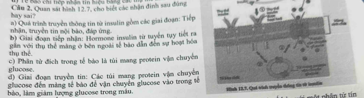 uy Tể bão chi tiếp nhận tin hiệu bằng các tụ 
Câu 2. Quan sát hình 12.7, cho biết các nhận đinh sau đúng 
a D Tàu thể 
hay sai? 
a) Quá trình truyền thông tin từ insulin gồm các giai đoạn: Tiếp 
nhận, truyền tin nội bào, đáp ứng. 
b) Giai đoạn tiếp nhận: Hormone insulin từ tuyến tụy tiết ra 
găn với thụ thể màng ở bên ngoài tế bảo dẫn đến sự hoạt hóa 
③ 
thụ thể. 
c) Phân tử đích trong tế bào là túi mang protein vận chuyển 
② 
glucose. 
d) Giai đoạn truyền tin: Các túi mang protein vận chuyển 

glucose đến màng tế bào để vận chuyền glucose vào trong tế Tổ liáo chết 
Hlab 12.7. Quá trình truyền thống tín từ insulia 
bào, làm giảm lượng glucose trong máu. 
nộ t phân tử tín