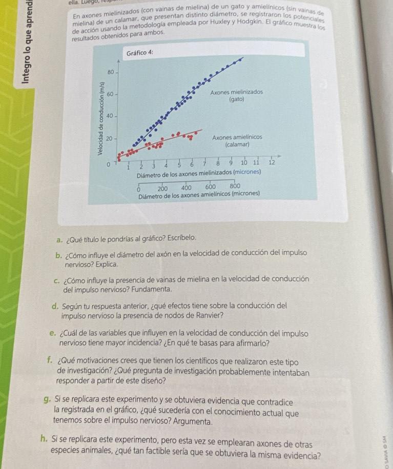 ella . L u e   ,   
En axones mielinizados (con vainas de mielina) de un gato y amielínicos (sin vainas de
mielina) de un calamar, que presentan distinto diámetro, se registraron los potenciales
é resultados obtenidos para ambos.
de acción usando la metodología empleada por Huxley y Hodgkín. El gráfico muestra los
Gráfico 4:
80
60 Axones mielinizados
(gato)
40
§ 20
Axones amielínicos
(calamar)
0 2 3 4 5 6 7 8 9 10 11 12
1
Diámetro de los axones mielinizados (micrones)
a 200 400 600 800
Diámetro de los axones amielínicos (micrones)
a. ¿Qué título le pondrías al gráfico? Escríbelo.
b. ¿Cómo influye el diámetro del axón en la velocidad de conducción del impulso
nervioso? Explica.
c.  Cómo influye la presencia de vainas de mielina en la velocidad de conducción
del impulso nervioso? Fundamenta.
d. Según tu respuesta anterior, ¿qué efectos tiene sobre la conducción del
impulso nervioso la presencia de nodos de Ranvier?
e. ¿Cuál de las variables que influyen en la velocidad de conducción del impulso
nervioso tiene mayor incidencia? ¿En qué te basas para afirmarlo?
f. Qué motivaciones crees que tienen los científicos que realizaron este tipo
de investigación? ¿Qué pregunta de investigación probablemente intentaban
responder a partir de este diseño?
g. Si se replicara este experimento y se obtuviera evidencia que contradice
la registrada en el gráfico, ¿qué sucedería con el conocimiento actual que
tenemos sobre el impulso nervioso? Argumenta.
h. Si se replicara este experimento, pero esta vez se emplearan axones de otras
especies animales, ¿qué tan factible sería que se obtuviera la misma evidencia?
