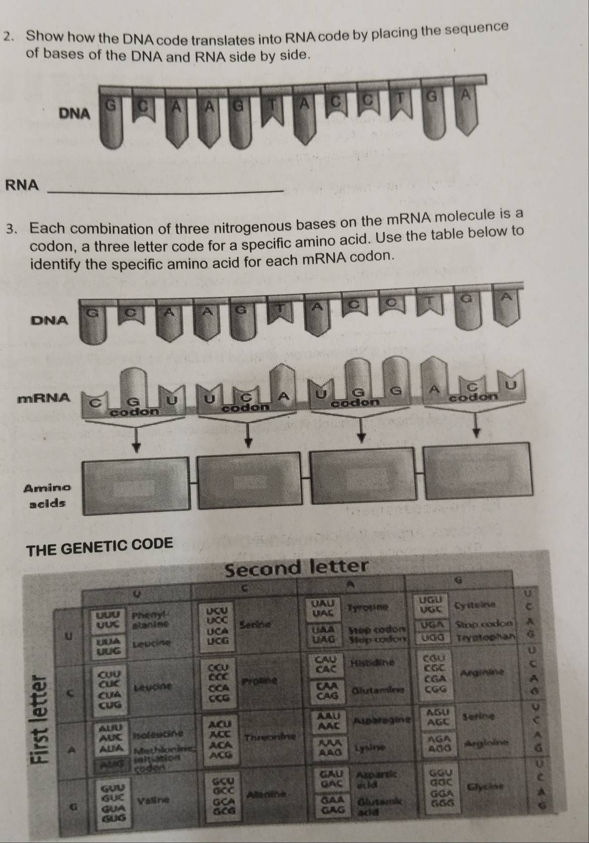 Show how the DNA code translates into RNA code by placing the sequence 
of bases of the DNA and RNA side by side. 
RNA_ 
3. Each combination of three nitrogenous bases on the mRNA molecule is a 
codon, a three letter code for a specific amino acid. Use the table below to 
identify the specific amino acid for each mRNA codon. 
THE GENETIC CODE