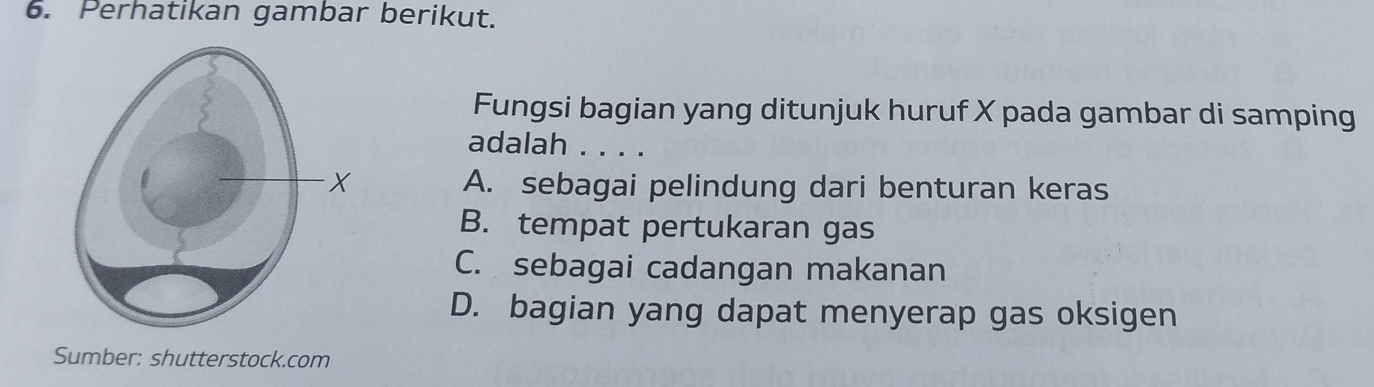 Perhatikan gambar berikut.
Fungsi bagian yang ditunjuk huruf X pada gambar di samping
adalah . . . .
A. sebagai pelindung dari benturan keras
B. tempat pertukaran gas
C. sebagai cadangan makanan
D. bagian yang dapat menyerap gas oksigen
Sumber: shutterstock.com