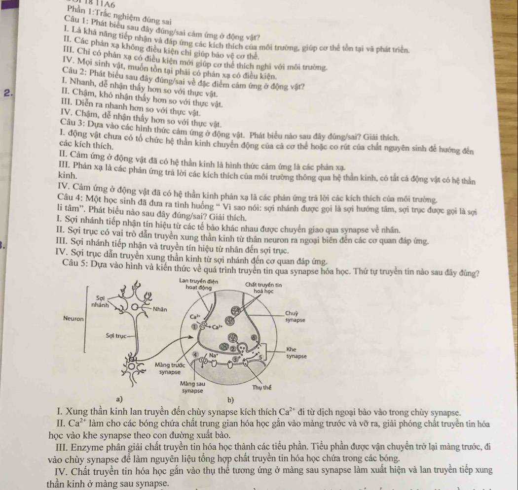 11811A6
Phần 1:Trắc nghiệm đúng sai
Câu 1: Phát biểu sau đây đứng/sai cảm ứng ở động vật?
I. Là khả năng tiếp nhận và đáp ứng các kích thích của môi trường, giúp cơ thể tồn tại và phát triển.
II. Các phản xạ không điều kiện chỉ giúp bảo vệ cơ thể.
III. Chỉ có phản xạ có điều kiện mới giúp cơ thể thích nghì với môi trường.
IV. Mọi sinh vật, muôn tòn tại phải có phân xạ có điều kiện.
Câu 2: Phát biểu sau đây đúng/sai về đặc điểm cảm ứng ở động vật?
I. Nhanh, dễ nhận thấy hơn so với thực vật.
2. II. Chậm, khỏ nhận thấy hơn so với thực vật.
III. Diễn ra nhanh hơn so với thực vật.
IV. Chậm, dễ nhận thấy hơn so với thực vật.
Câu 3: Dựa vào các hình thức cảm ứng ở động vật. Phát biểu nào sau đây đúng/sai? Giải thích.
I. động vật chưa có tổ chức hệ thân kinh chuyên động của cả cơ thể hoặc co rút của chất nguyên sinh để hướng đến
các kích thích.
II. Cảm ứng ở động vật đã có hệ thần kinh là hình thức cảm ứng là các phản xạ.
III. Phản xạ là các phản ứng trả lời các kích thích của môi trường thông qua hệ thần kình, có tắt cả động vật có hệ thần
kinh.
IV. Cảm ứng ở động vật đã có hệ thần kinh phản xạ là các phản ứng trả lời các kích thích của môi trường.
Câu 4: Một học sinh đã đưa ra tình huồng “ Vì sao nói: sợi nhánh được gọi là sợi hướng tâm, sợi trục được gọi là sợi
li tâm'. Phát biểu nào sau đây đúng/sai? Giải thích.
I. Sợi nhánh tiếp nhận tín hiệu từ các tế bảo khác nhau được chuyễn giao qua synapse về nhân.
II. Sợi trục có vai trò dẫn truyền xung thần kinh từ thân neuron ra ngoại biên đến các cơ quan đáp ứng.
III. Sợi nhánh tiếp nhận và truyền tín hiệu từ nhân đến sợi trục.
IV. Sợi trục dẫn truyền xung thần kinh từ sợi nhánh đến cơ quan đáp ứng.
Câu 5: Dựa vào hình và kiến thức về quá trình truyền tin qua synapse hóa học. Thứ tự truyền tin nào sau đây đùng?
b)
I. Xung thần kinh lan truyền đến chùy synapse kích thích Ca^(2+) đi từ dịch ngoại bào vào trong chùy synapse.
II. Ca^(2+) làm cho các bóng chứa chất trung gian hóa học gắn vào màng trước và vỡ ra, giải phóng chất truyền tin hóa
học vào khe synapse theo con đường xuất bào.
III. Enzyme phân giải chất truyền tin hóa học thành các tiểu phần. Tiểu phần được vận chuyển trở lại màng trước, đi
vào chùy synapse để làm nguyên liệu tổng hợp chất truyền tin hóa học chứa trong các bóng.
IV. Chất truyền tin hóa học gắn vào thụ thể tương ứng ở màng sau synapse làm xuất hiện và lan truyền tiếp xung
thần kinh ở màng sau synapse.