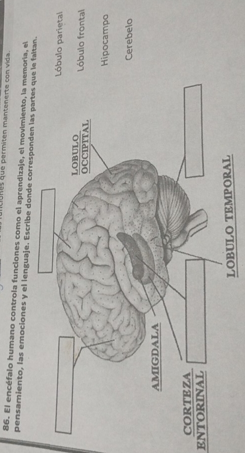 iciones que permiten mantenerte con vida.
86. El encéfalo humano controla funciones como el aprendizaje, el movimiento, la memoria, el
pensamiento, las emociones y el lenguaje. Escribe donde corresponden las partes que le faltan.
parietal
frontal
campo
ebelo
entorinal